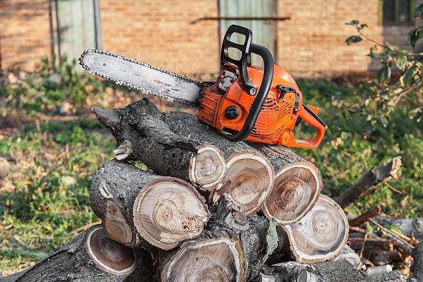 Best Tree Root Removal  in Hertford, NC